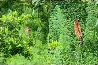 Tiger Entered in Residential Areas of Bhimtal Uttarakhand
