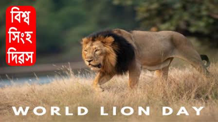 World Lion Day 2023