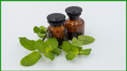 Peppermint Oil for Health News