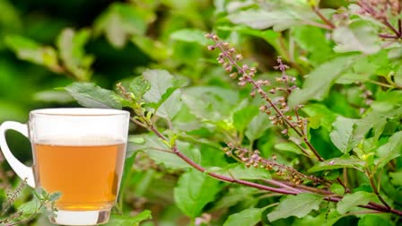 Benefits of Drinking Tulsi Water