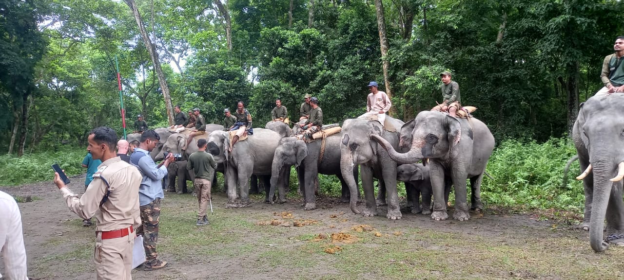 Wild elephant movement rises in Orang National Park