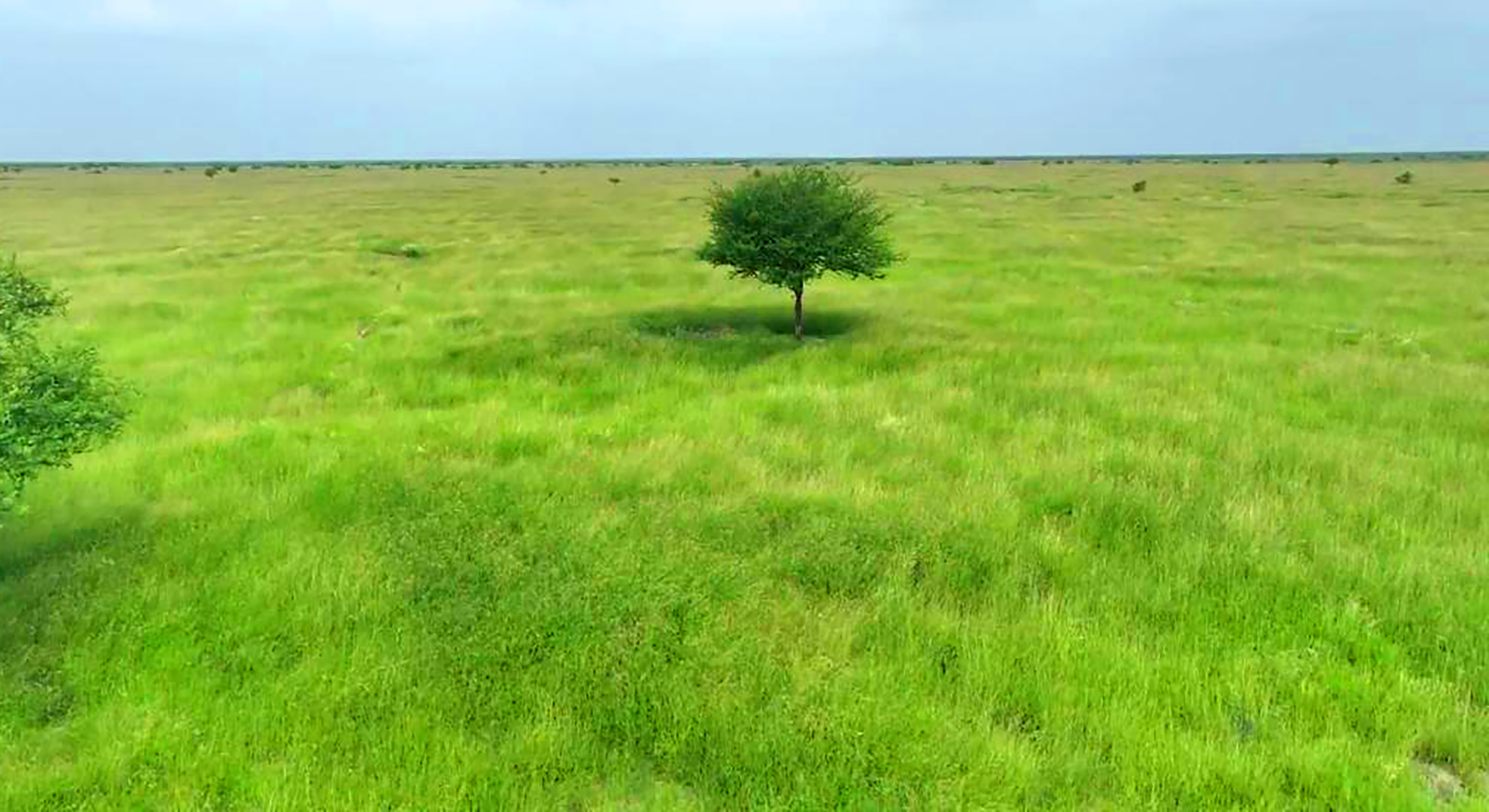 ગ્રાસલેન્ડમાં લાખો કિલો ઘાસનું ઉત્પાદન