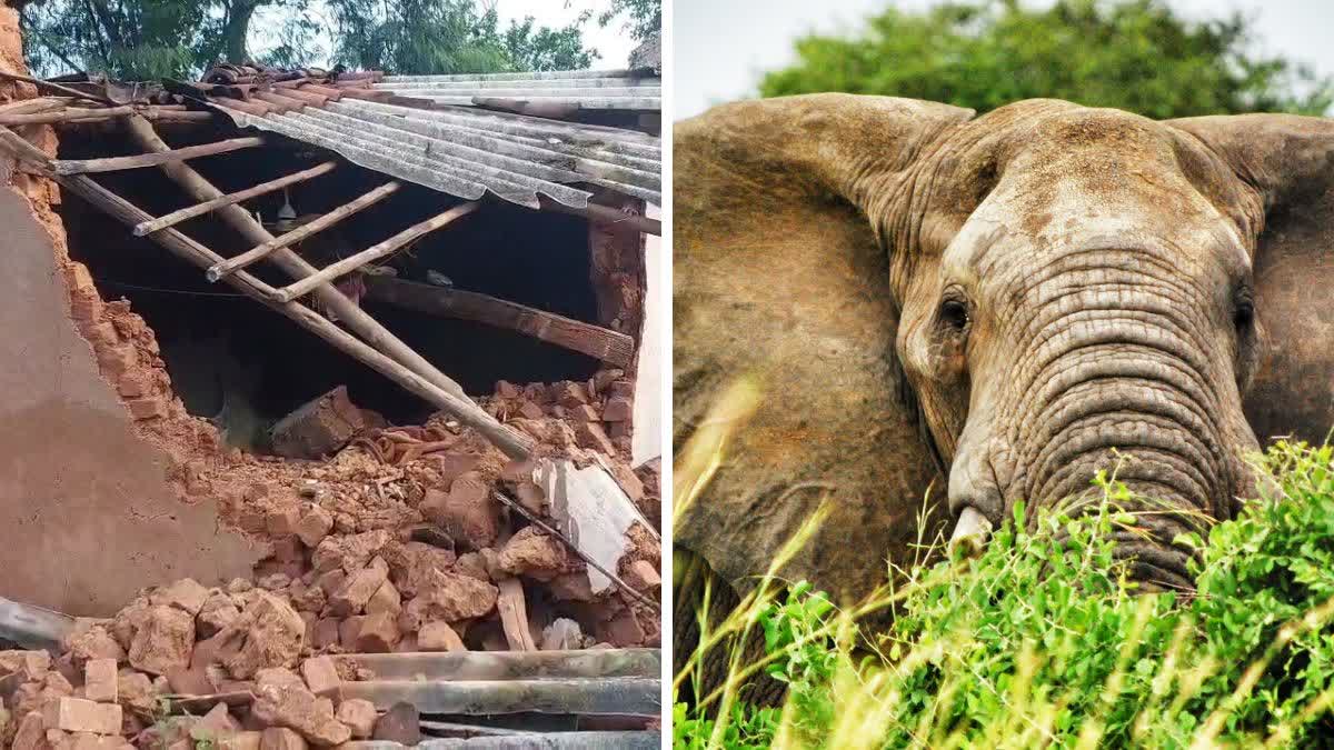 Elephant Attack In Chhattisgarh