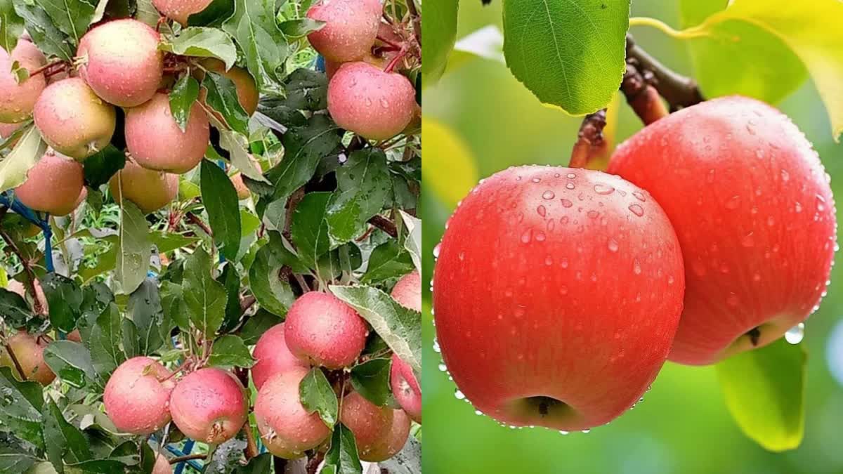 Weather Effect on Apple Production in Himachal