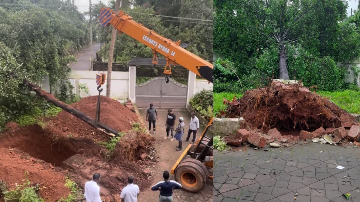 കുടംപുളി കണ്ണൂർ  കുടംപുളി മരത്തിന് പുനർജ്ജന്മം  GANCINIA CAMBOGIA  LATEST NEWS IN MALAYALAM