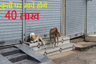 SATNA DOGS STERILIZATION TENDER