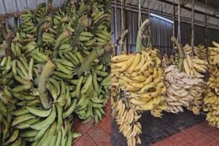 ഏത്തയ്‌ക്കയുടെ വില ഉയർന്നു  BANANA PRICE RISE IN KERALA  ഓണവിപണി  LATEST NEWS IN MALAYALAM