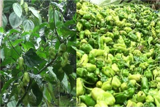 മാലി മുളക്  MALI CHILLI IDUKKI  MALI CHILLING FARMING IDUKKI  മാലി മുളകിന് വിലയിടിവ്