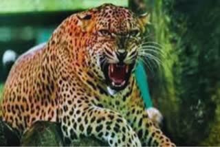 Leopard Attacks Woman in Rudraprayag