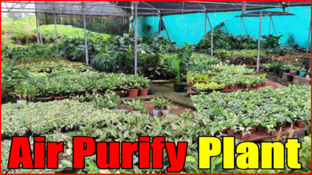 Air Purify Plant