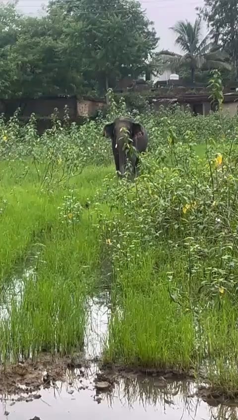 Attempt to control tusk elephant