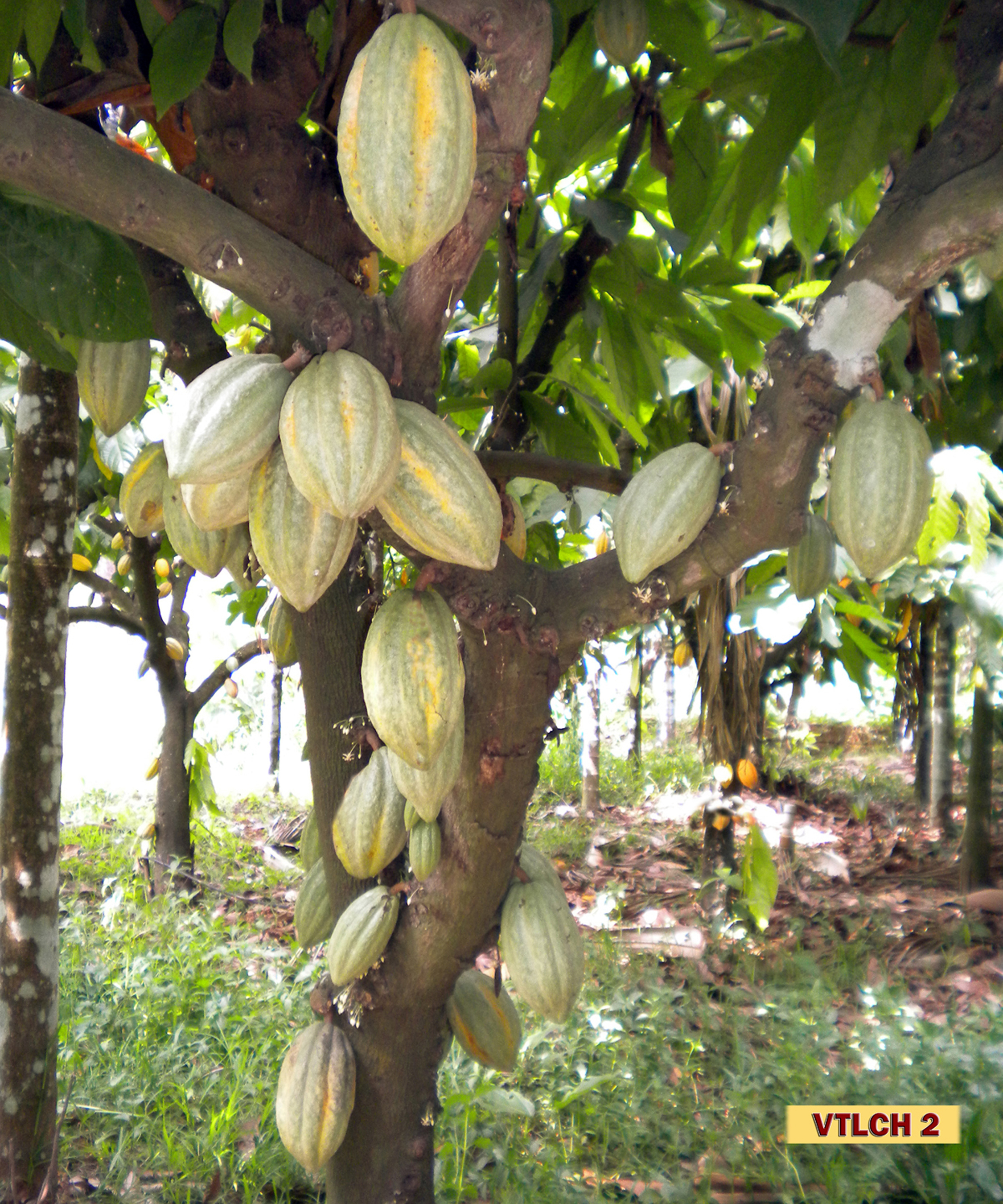 CPCRI FARMING  crop varieties developed by CPCRI  New Crops by CPCRI Kasaragod  കല്‍പ്പ സുവര്‍ണ കല്‍പ്പ ശതാബ്‌ദി