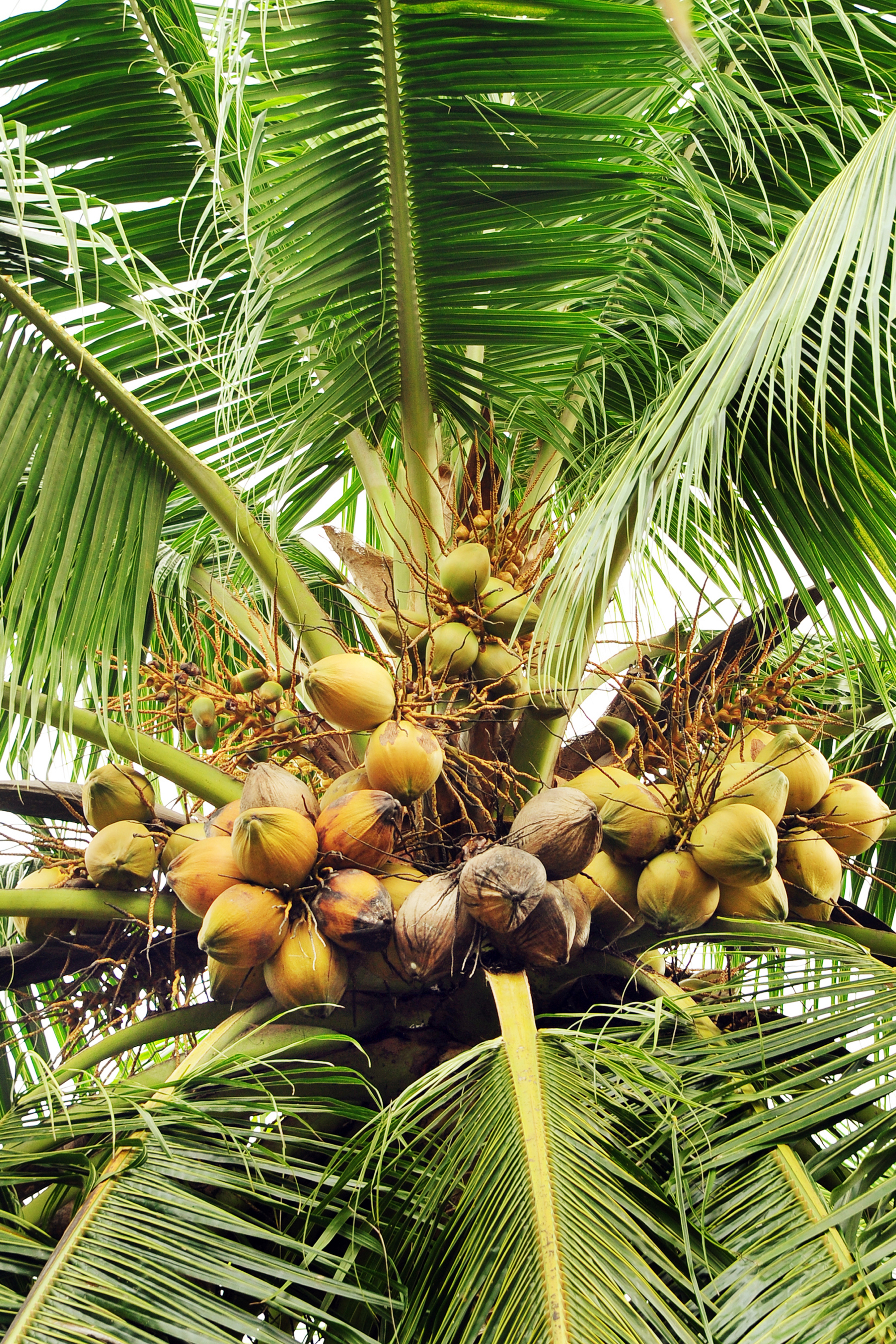 CPCRI FARMING  crop varieties developed by CPCRI  New Crops by CPCRI Kasaragod  കല്‍പ്പ സുവര്‍ണ കല്‍പ്പ ശതാബ്‌ദി