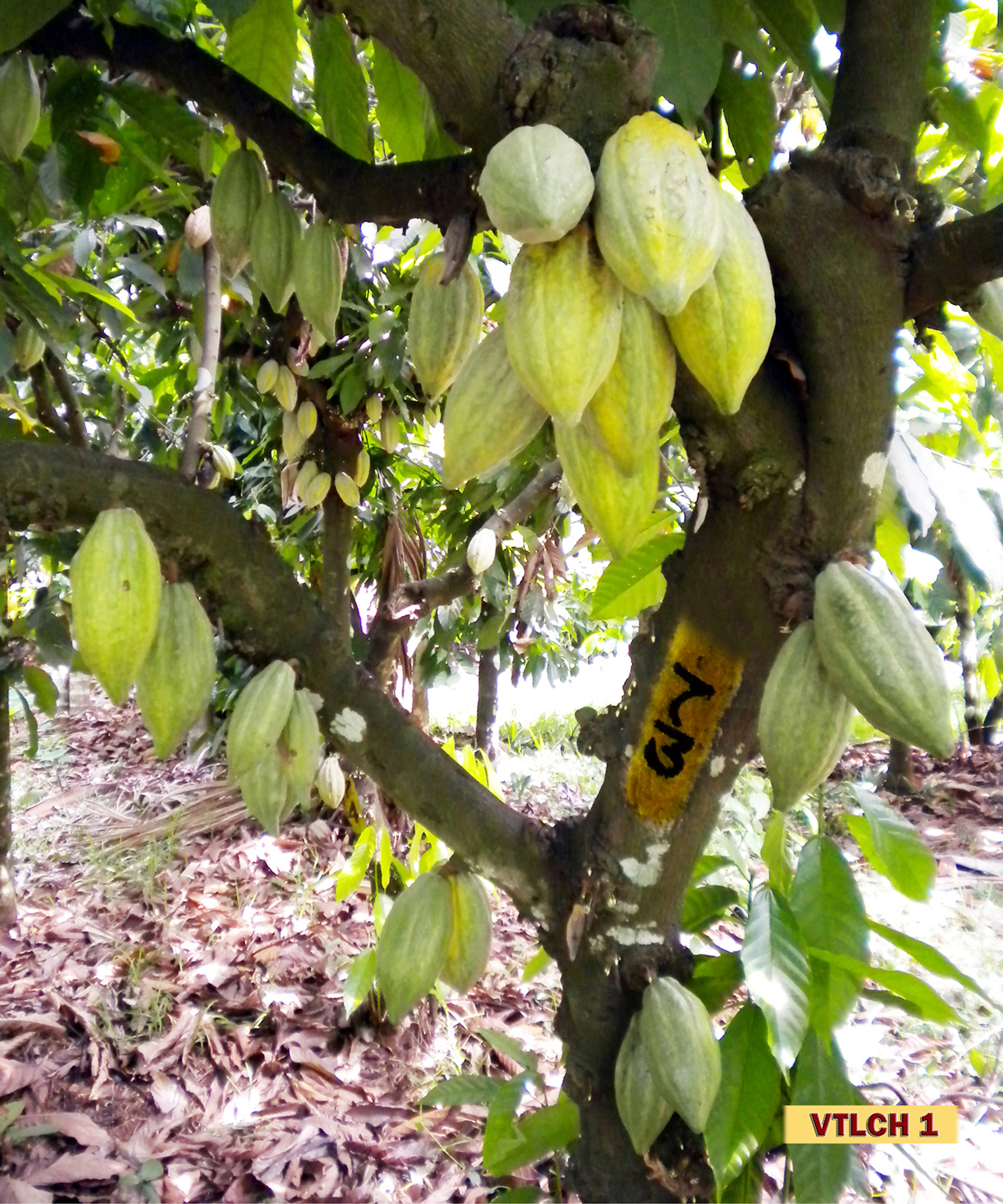 CPCRI FARMING  crop varieties developed by CPCRI  New Crops by CPCRI Kasaragod  കല്‍പ്പ സുവര്‍ണ കല്‍പ്പ ശതാബ്‌ദി