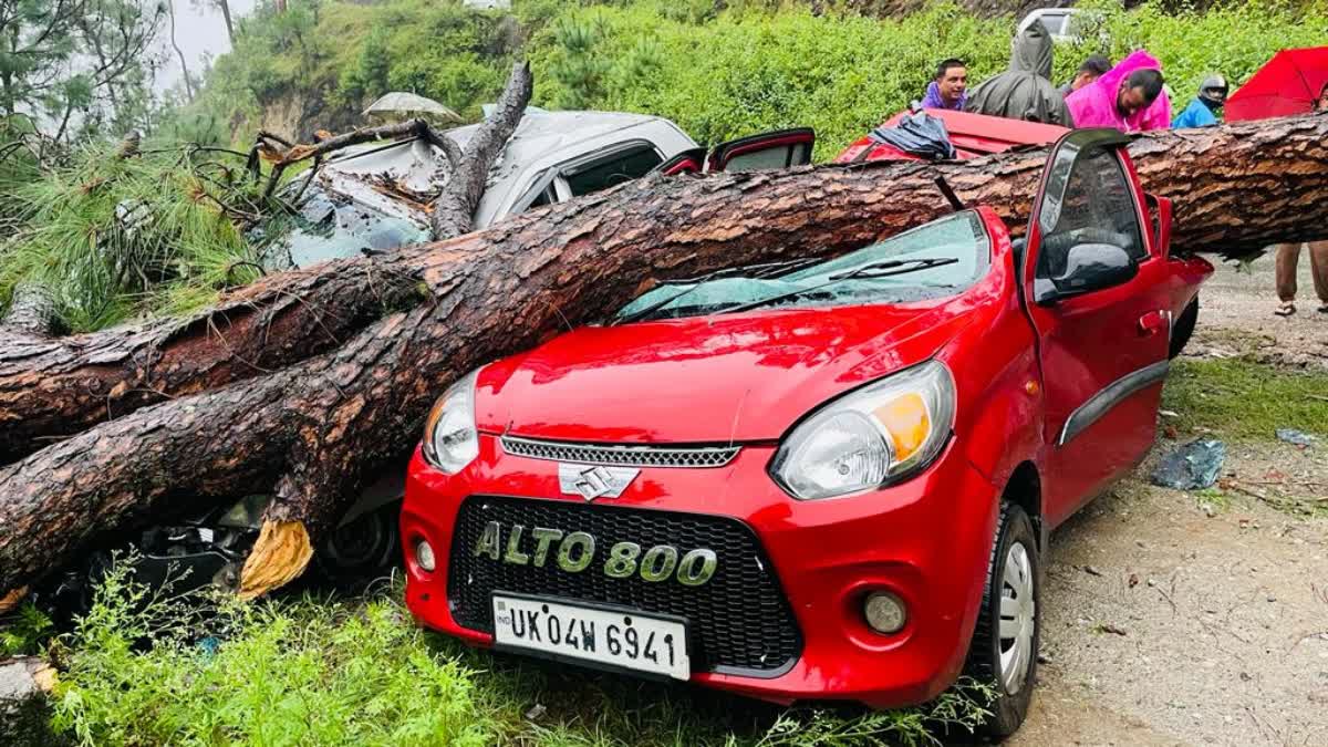 Almora Car Damaged Due to Tree Fall