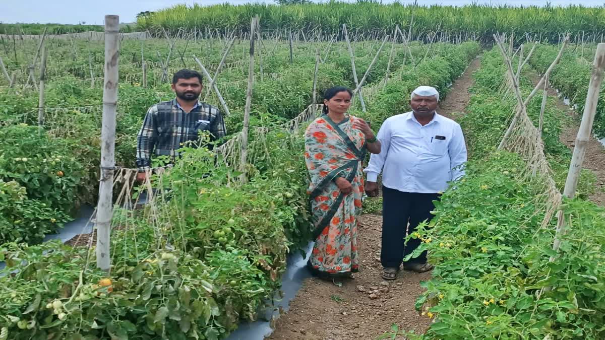 टोमॅटो विकुन पुण्यातील शेतकरी झाला लखपती