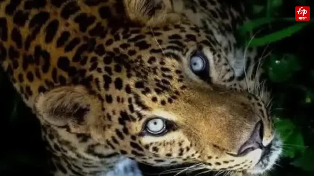 Maharajganj leopard attack