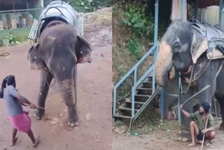 Carmelagiri elephant park  Cruelty To Elephants At Munnar  Munnar Elephant riding Centre  Elephant riding park  elephant beaten  elephant attack  Cruelty To Elephants  idukki munnar elephant park  മൂന്നാര്‍ ആനസവാരി കേന്ദ്രം  ആനകളെ അടിച്ചു  ആനകളോട് ക്രൂരത  ആനസവാരി കേന്ദ്രം  ആനസവാരി കേന്ദ്രത്തിൽ ആനകളോട് ക്രൂരത  ആനകൾക്ക് നേരെ കൊടുംക്രൂരത  മൃഗസ്നേഹികൾ  കാര്‍മ്മല്‍ഗിരി ആനസവാരി കേന്ദ്രം  ആനസവാരി  ഇടുക്കി മൂന്നാർ ആനസവാരി