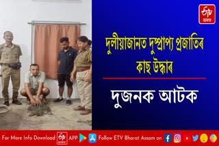 Two arrested with rare tortoise in Duliajan