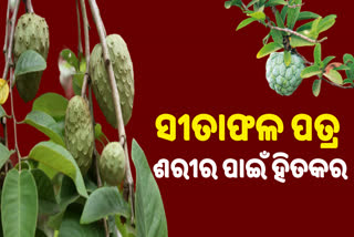 ସୀତାଫଳ ପତ୍ରରେ ରହିଛି ଏହି ଗୁଣ, ସ୍କିନକୁ ସୁସ୍ଥ ସହ କରାଏ ଗ୍ଲୋ