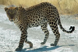 Leopard Attack Video