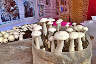 National Mushroom Fair In Solan