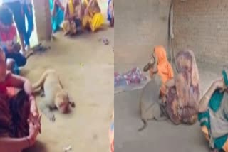 Monkey Cries Near Deadbody Viral Video