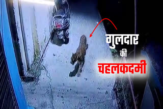 Rudraprayag Leopard Video