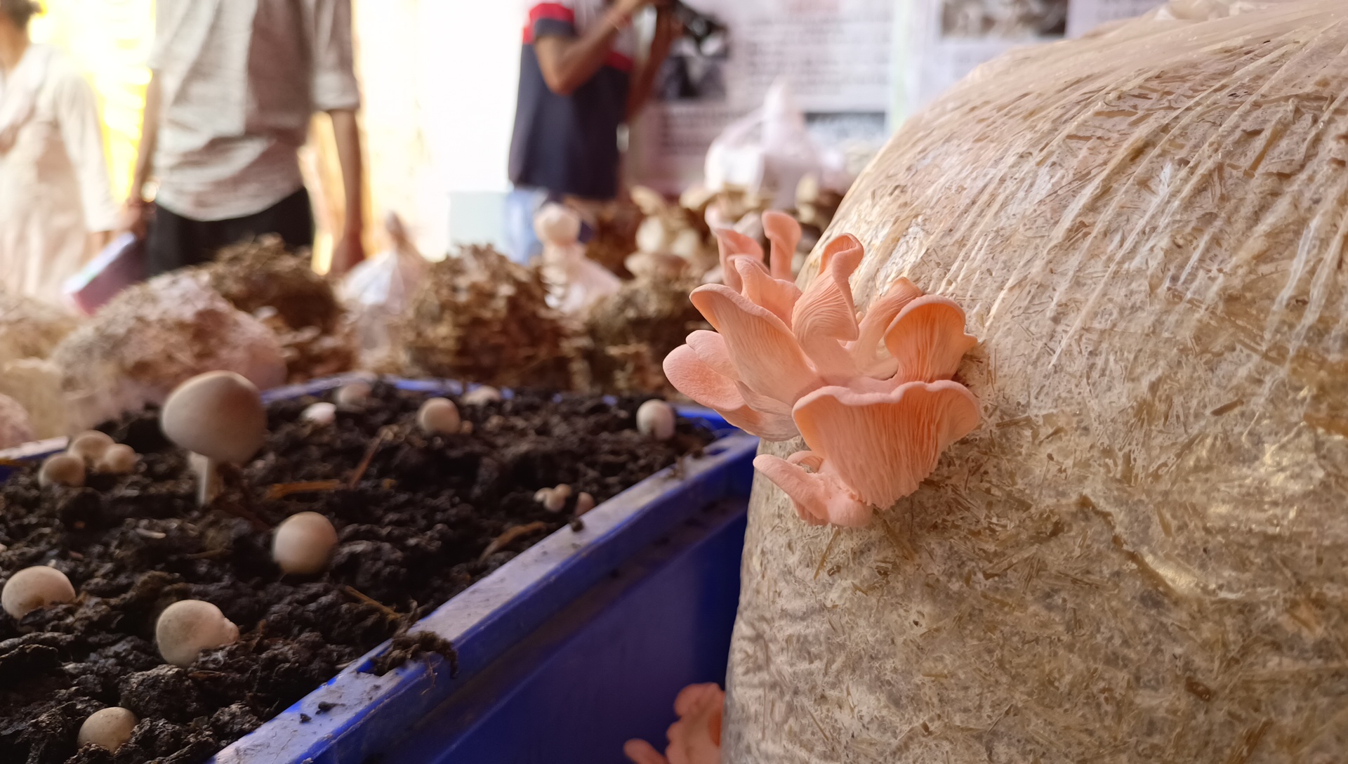 National Mushroom Fair In Solan