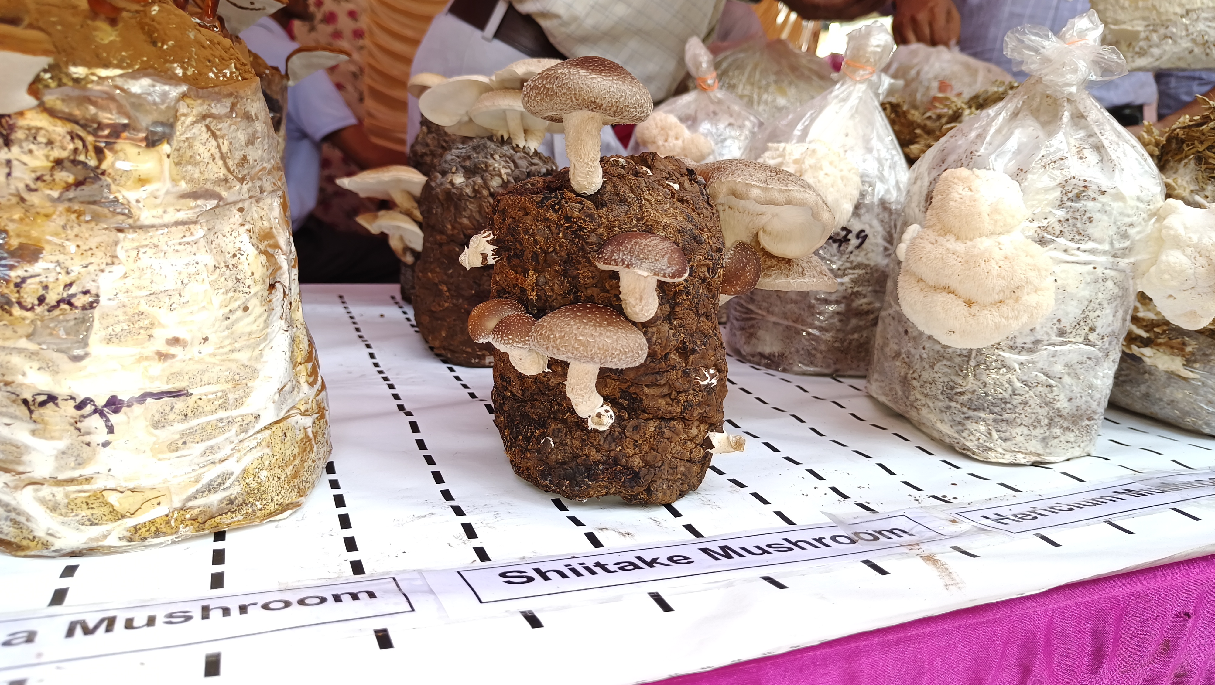 National Mushroom Fair In Solan