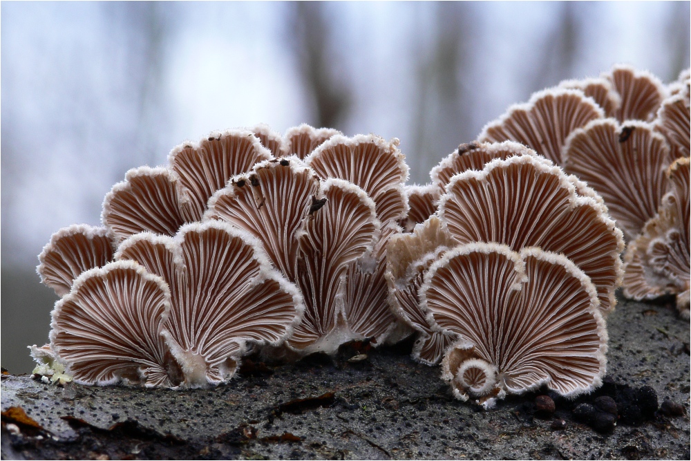 National Mushroom Fair