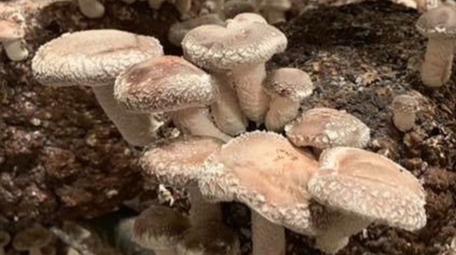 National Mushroom Fair