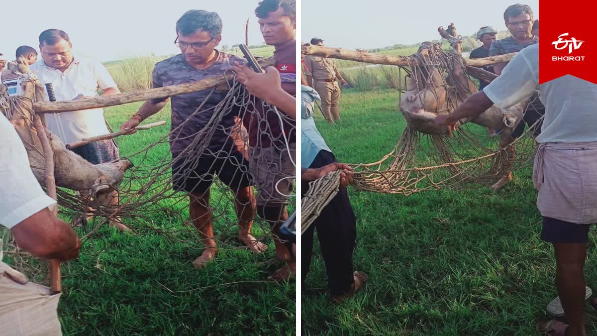 पकड़ा गया आदमखोर भेड़िया.