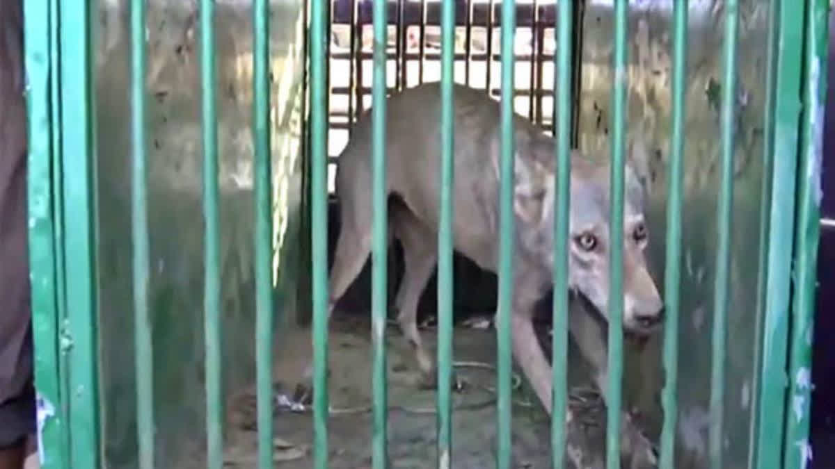 The wolves had been behind several attacks on villagers in Bahraich. The Uttar Pradesh Forest Department is taking the Wolf to a rescue shelter.