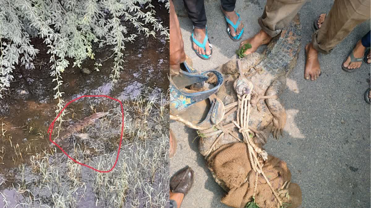 CROCODILE RESCUE IN KOTA