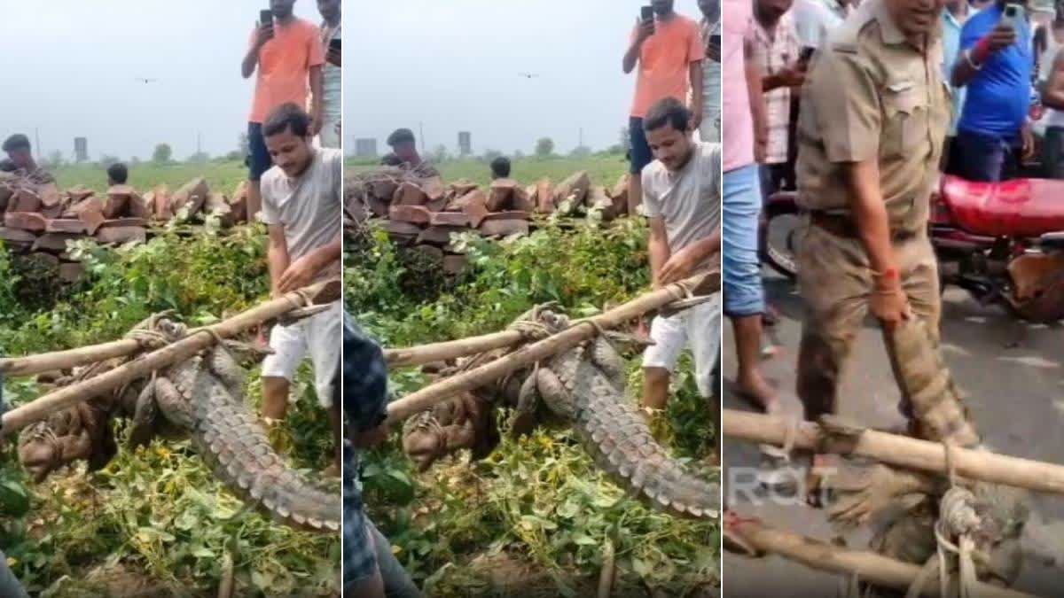 Rajasthan: 3 Crocs Spotted In Various Areas Of Kota, 2 Rescued