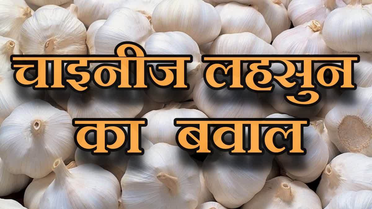 CHINESE GARLIC MADHYA PRADESH