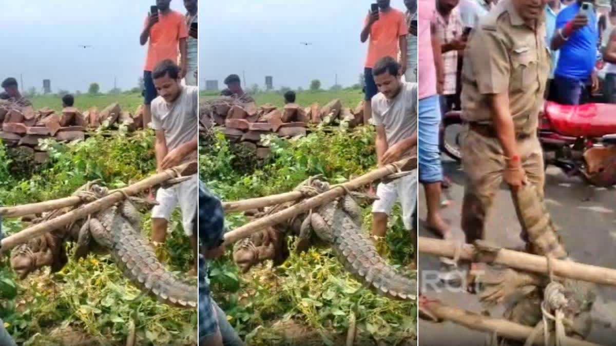 CROCODILES IN VILLAGES OF KOTA  CROCODILES IN HOUSE RAJASTHAN  നാട്ടിലിറങ്ങി മുതലകള്‍  രാജസ്ഥാനില്‍ നാട്ടിലേക്കിറങ്ങി മുതല