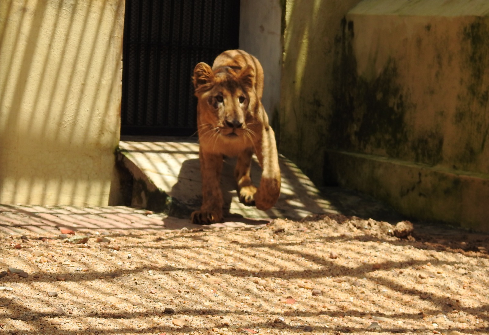 Alipore Zoological Garden