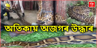 python recovered in Jorhat