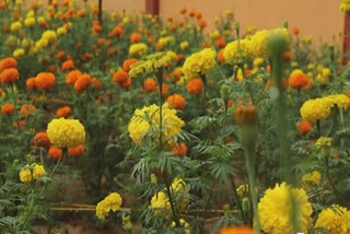 MARIGOLD CULTIVATION KANNUR  ONAM FLOWER MARKET  MARIGOLD CULTIVATION IN TEMPLEYARD  ഓണം പൂകൃഷി