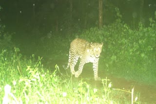 cheetah_in_east_godavari_district