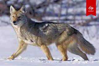 a young man killed a jackal mistaking it for a wolf In Sitapur, UP