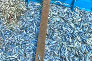 ban to catch 58 species of fishes  ചെറു മത്സ്യങ്ങളെ പിടിക്കല്‍ വ്യാപകം  net restrictions also exist  one ton fish seized from bepur