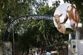 Aurangabad Goat Theft Case