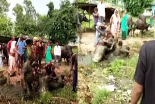 MAIHAR BURYING MAN ALIVE