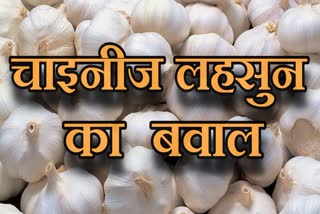 CHINESE GARLIC MADHYA PRADESH