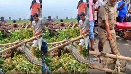 CROCODILES IN VILLAGES OF KOTA  CROCODILES IN HOUSE RAJASTHAN  നാട്ടിലിറങ്ങി മുതലകള്‍  രാജസ്ഥാനില്‍ നാട്ടിലേക്കിറങ്ങി മുതല