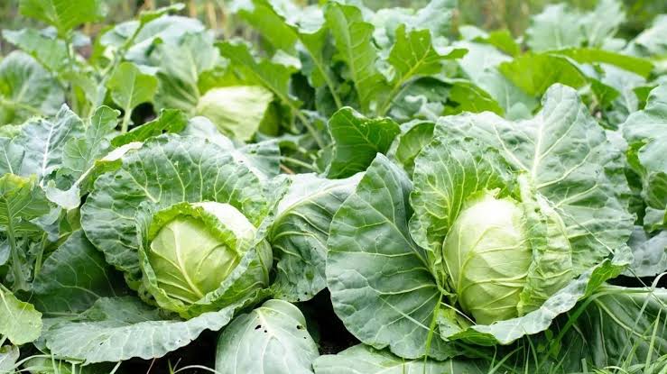 Cultivate cabbage after monsoon