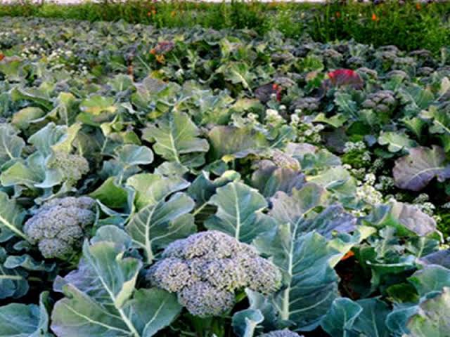 Produce broccoli after monsoon